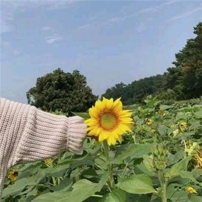 末日之城果盘版下载